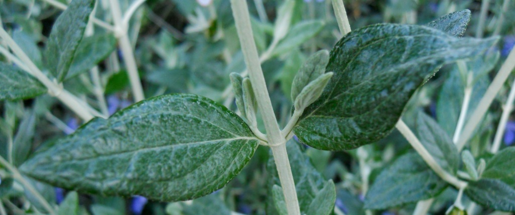 Teucrium fruticans